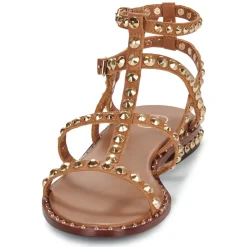 Ash - PRECIOUS Camel Sale