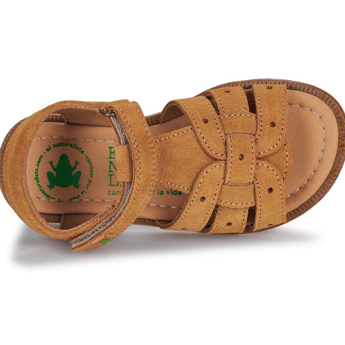 El Naturalista - 15275-SETTER