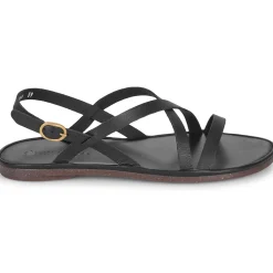 El Naturalista - TULIP N5694