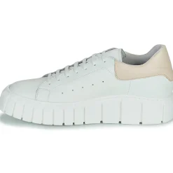 Discount Sweet Lemon - PLANTO