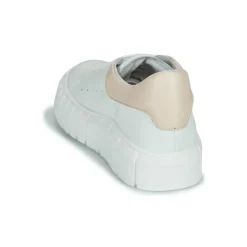 Discount Sweet Lemon - PLANTO