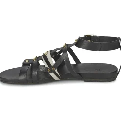 Vic - GINKO ACHANTUS